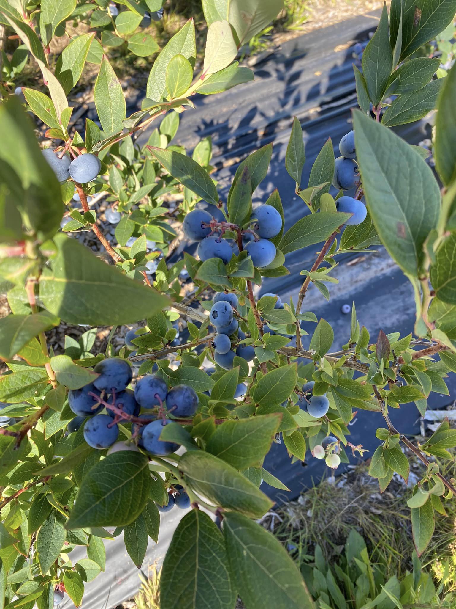 Ripe blueberries on the bush at The Blueberry Orchard, PEI